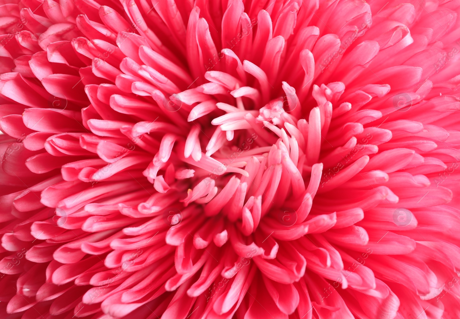 Photo of Beautiful aster flower as background, closeup view