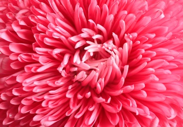 Beautiful aster flower as background, closeup view