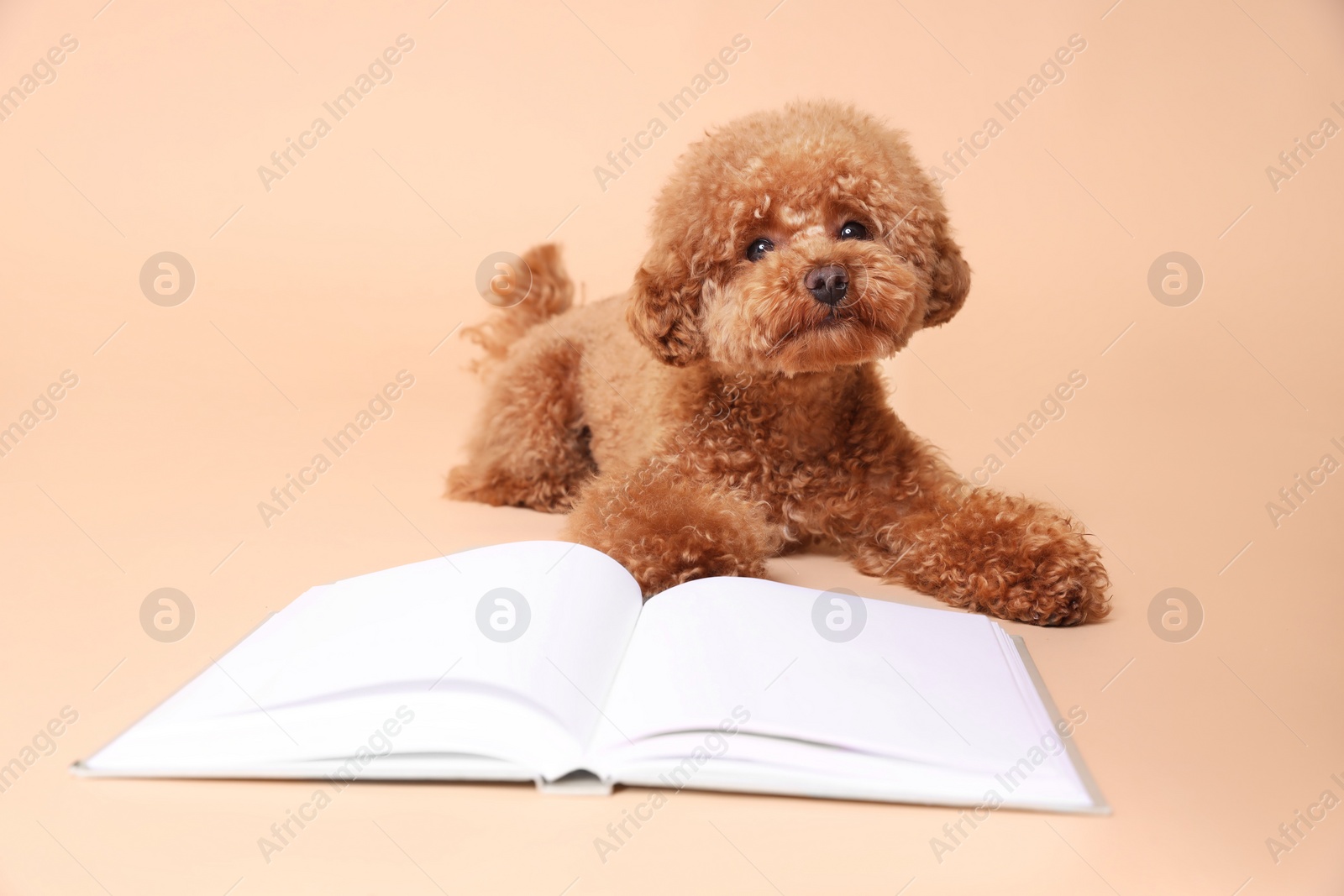 Photo of Cute Maltipoo dog near open book on beige background