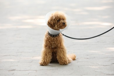 Photo of Cute Maltipoo dog with Elizabethan collar sitting on pavement outdoors