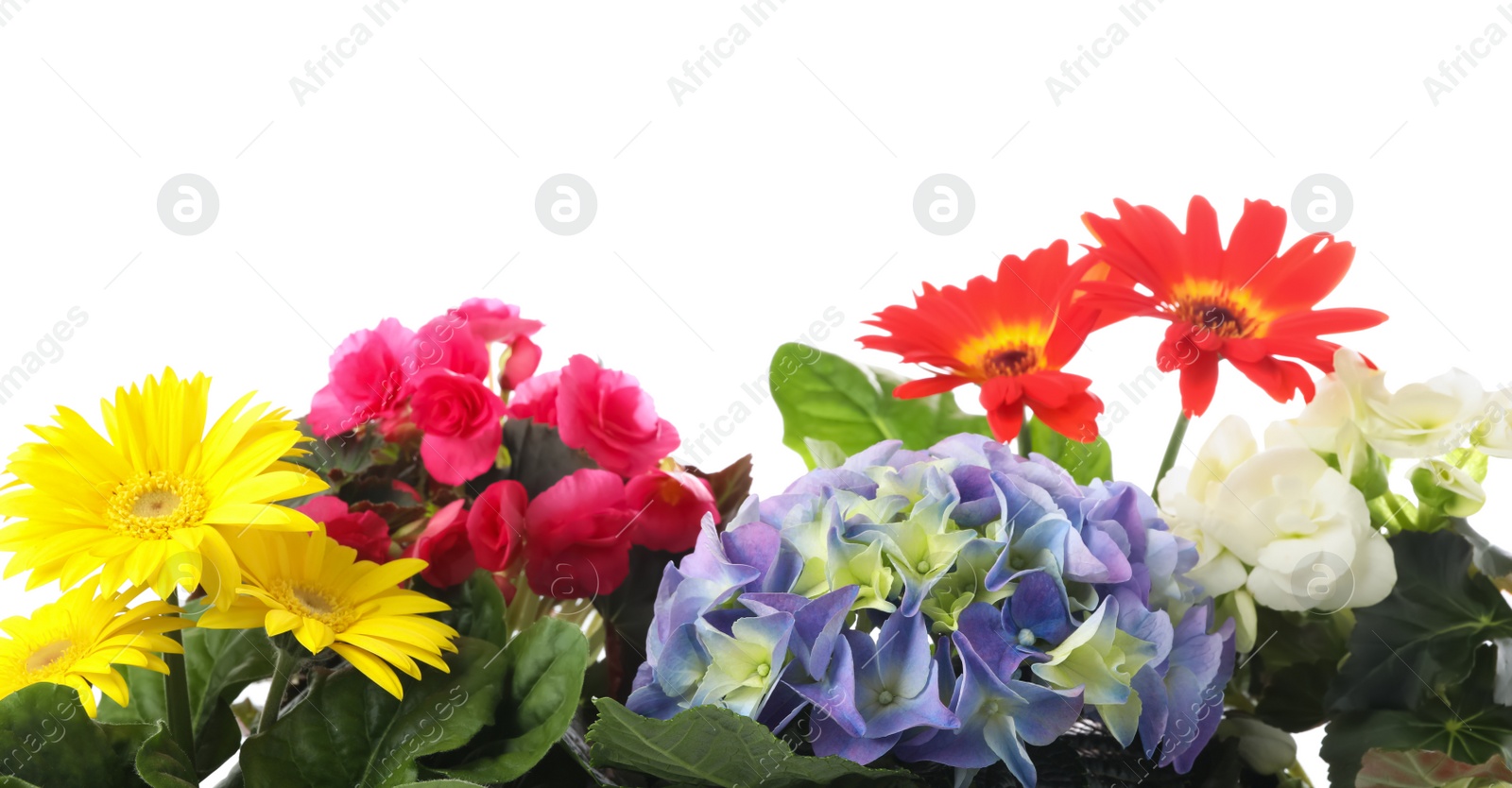 Photo of Different beautiful colorful flowers on white background