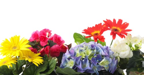 Different beautiful colorful flowers on white background