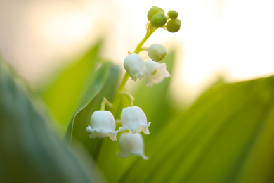 Photo of Beautiful lily of the valley in spring garden, closeup