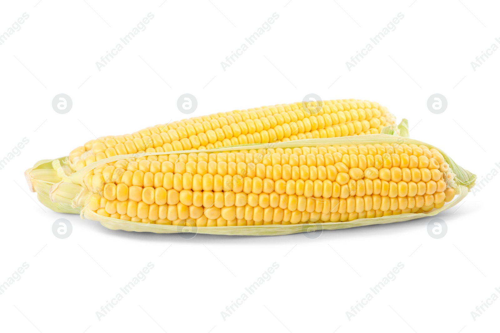 Photo of Ripe raw corn cobs with husk on white background