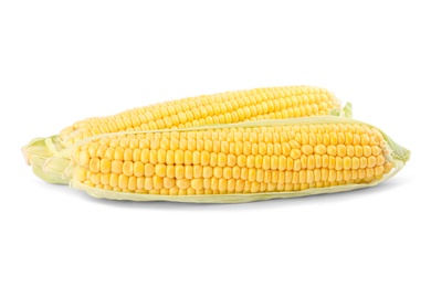 Ripe raw corn cobs with husk on white background