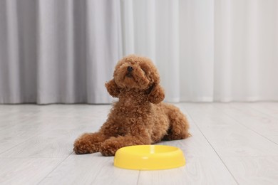 Photo of Cute Maltipoo dog near feeding bowl indoors. Lovely pet