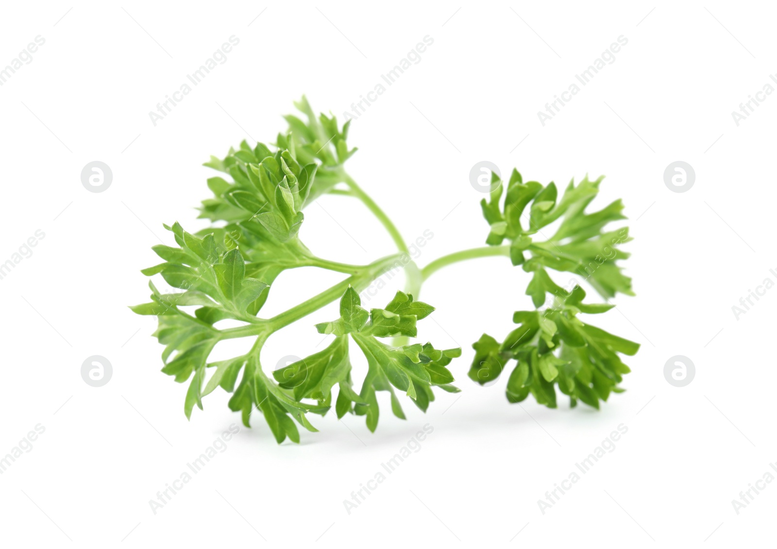 Photo of Fresh green organic parsley on white background