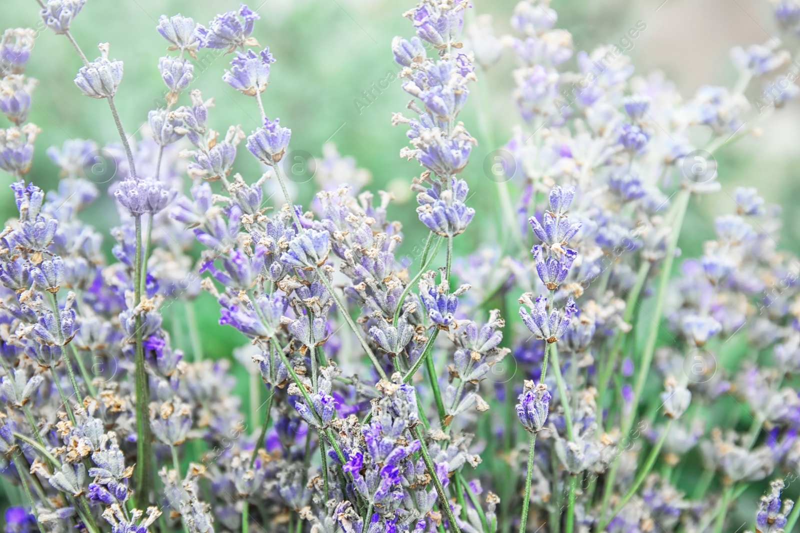 Photo of Blooming lavender flowers outdoors on sunny day, closeup