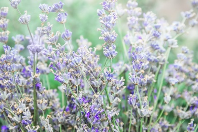 Photo of Blooming lavender flowers outdoors on sunny day, closeup