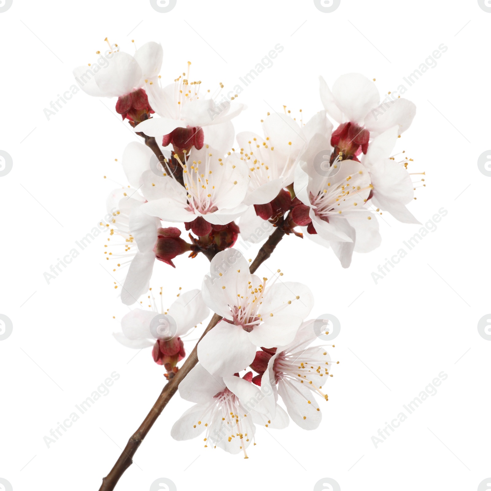 Photo of Branch with beautiful fresh spring flowers on white background