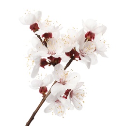 Photo of Branch with beautiful fresh spring flowers on white background