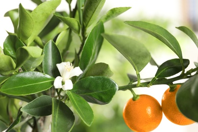 Photo of Citrus tree with flower and fruits on blurred background