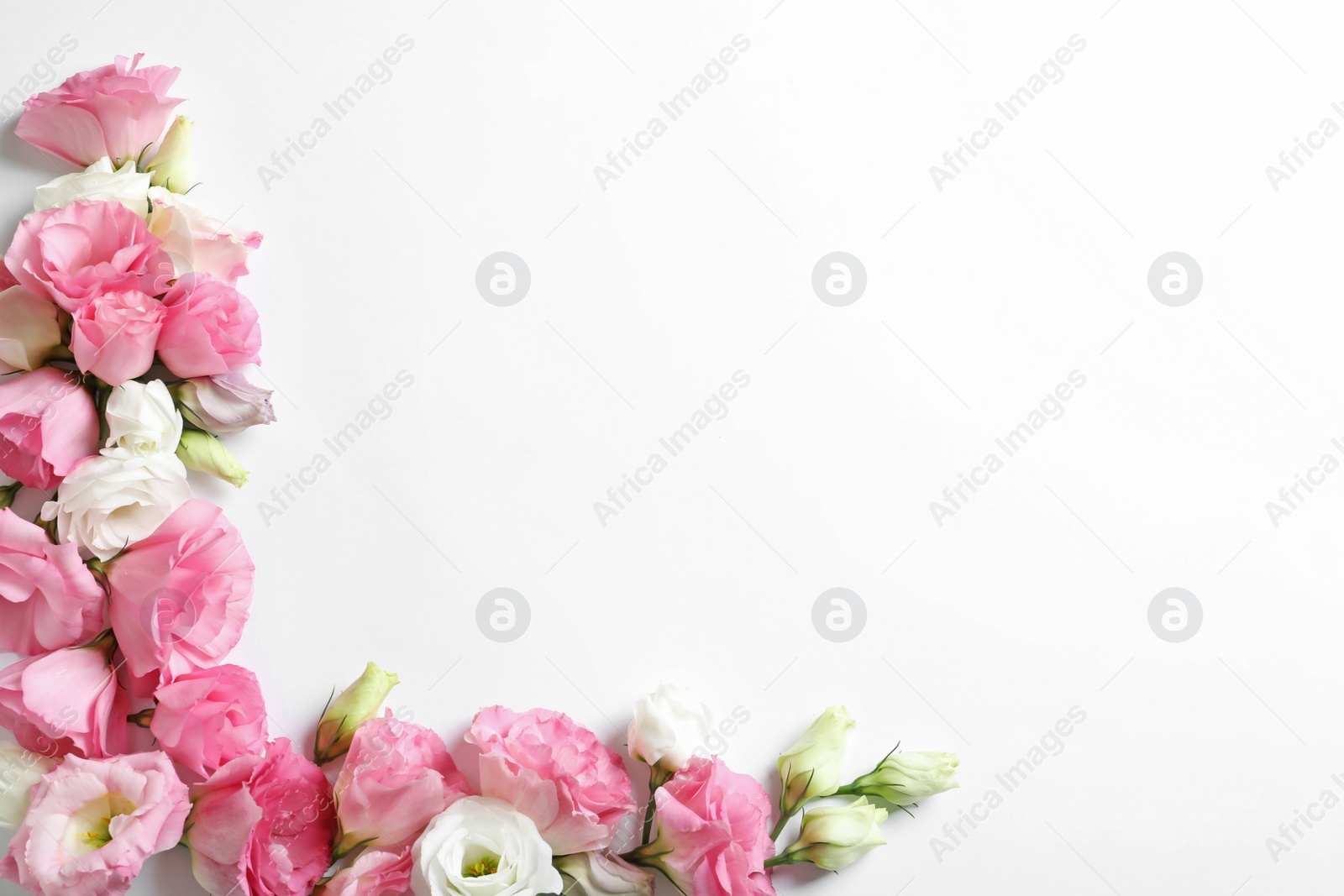 Photo of Flat lay composition with beautiful Eustoma flowers on light background