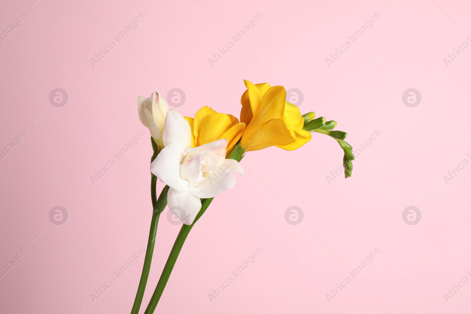 Photo of Beautiful tender freesia flowers on pink background