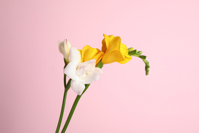 Photo of Beautiful tender freesia flowers on pink background