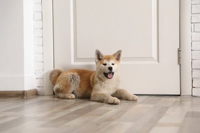 Photo of Adorable Akita Inu puppy at door in room. Funny dog