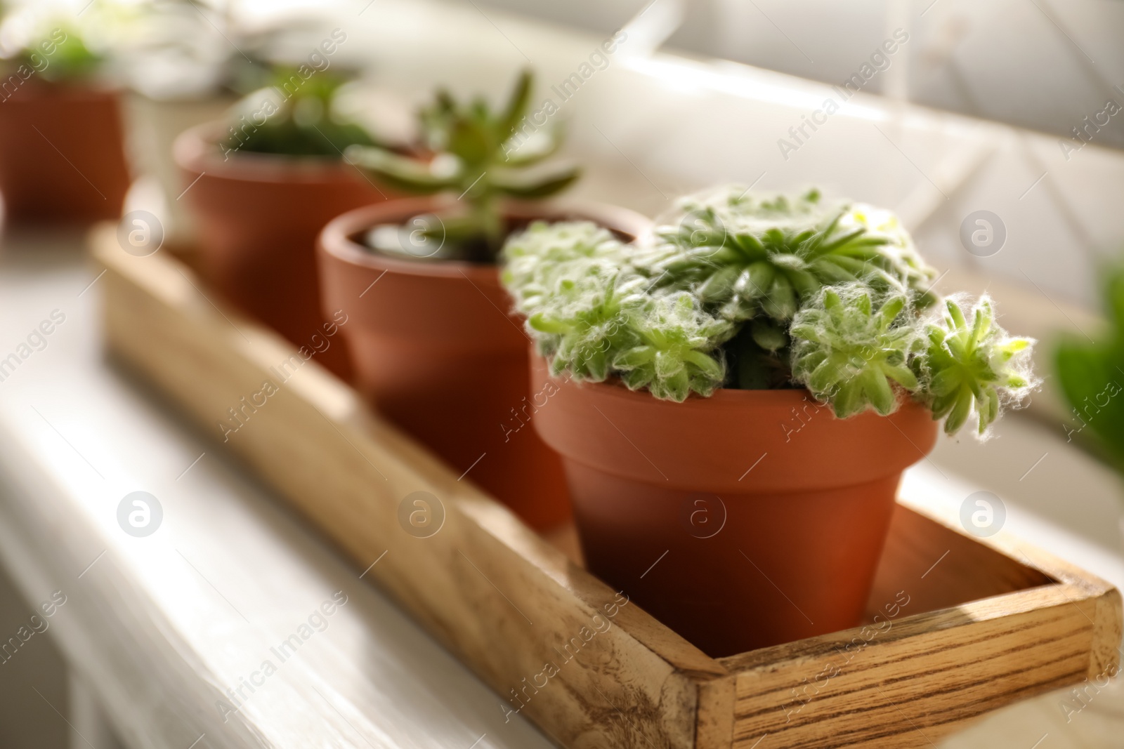 Photo of Windowsill with beautiful succulent plants indoors, focus on echeveria