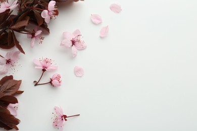 Photo of Spring season. Beautiful blossoming tree branch, flowers and petals on white background, flat lay. Space for text