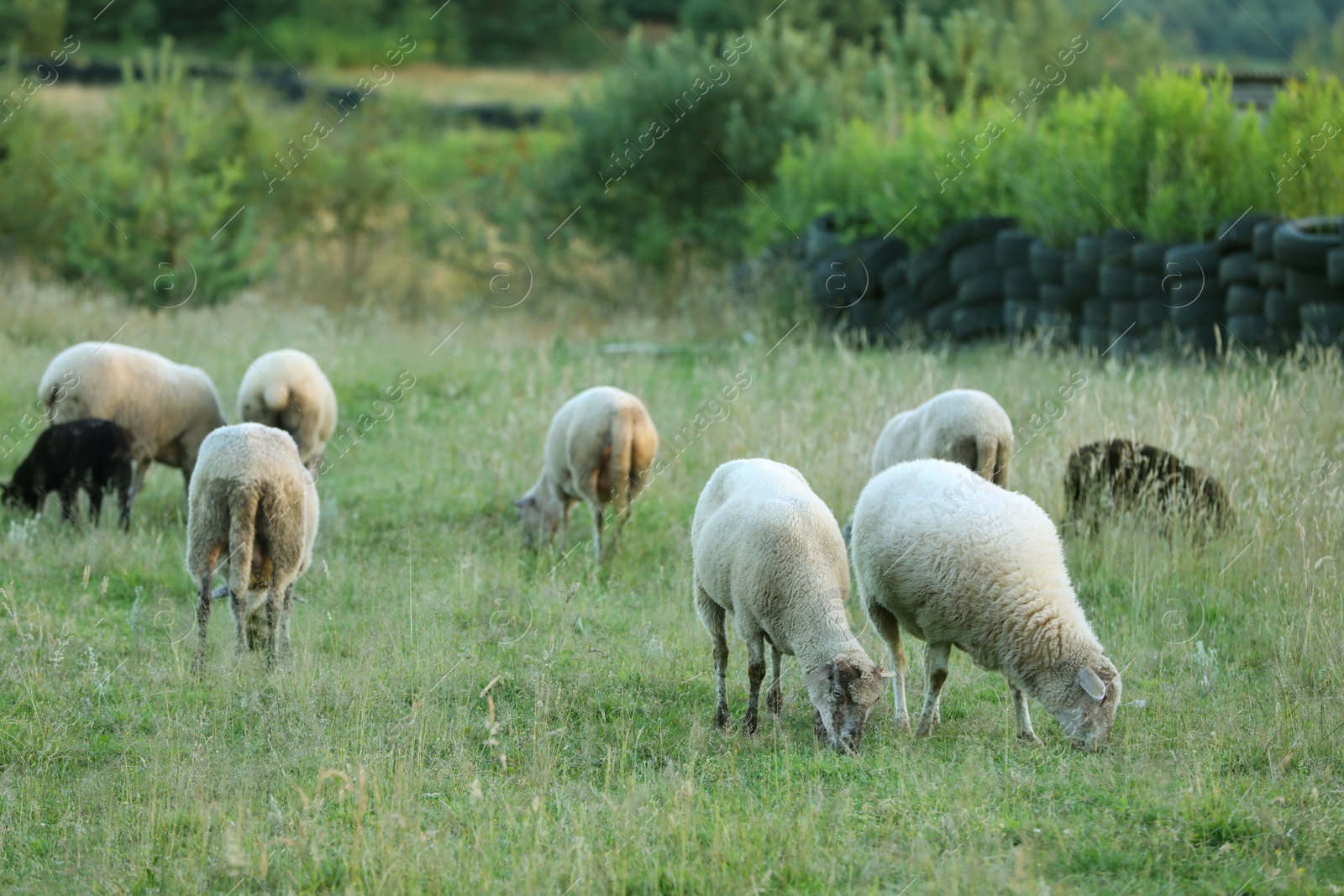 Photo of Many beautiful sheep grazing on pasture. Farm animal
