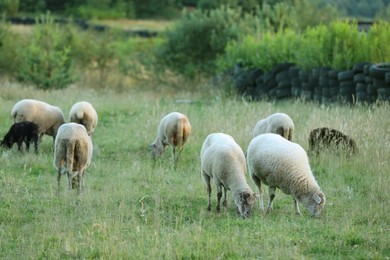 Many beautiful sheep grazing on pasture. Farm animal