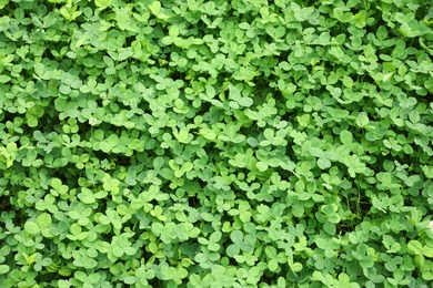 Photo of Green clover leaves as background