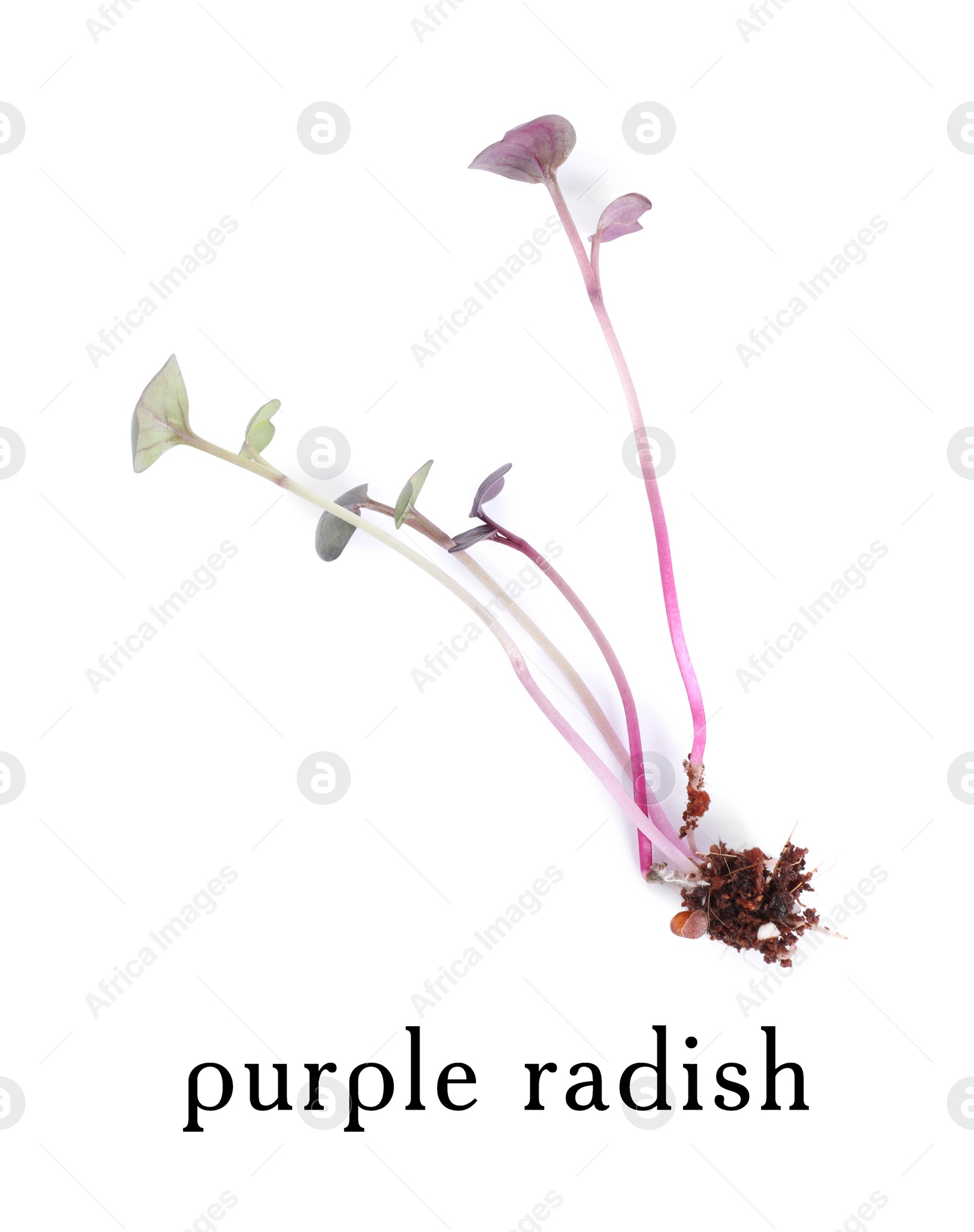 Image of Fresh organic microgreen sprout on white background, top view