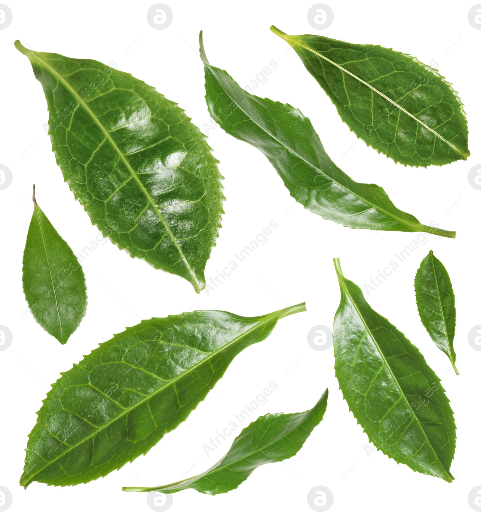 Image of Set with fresh green leaves on white background