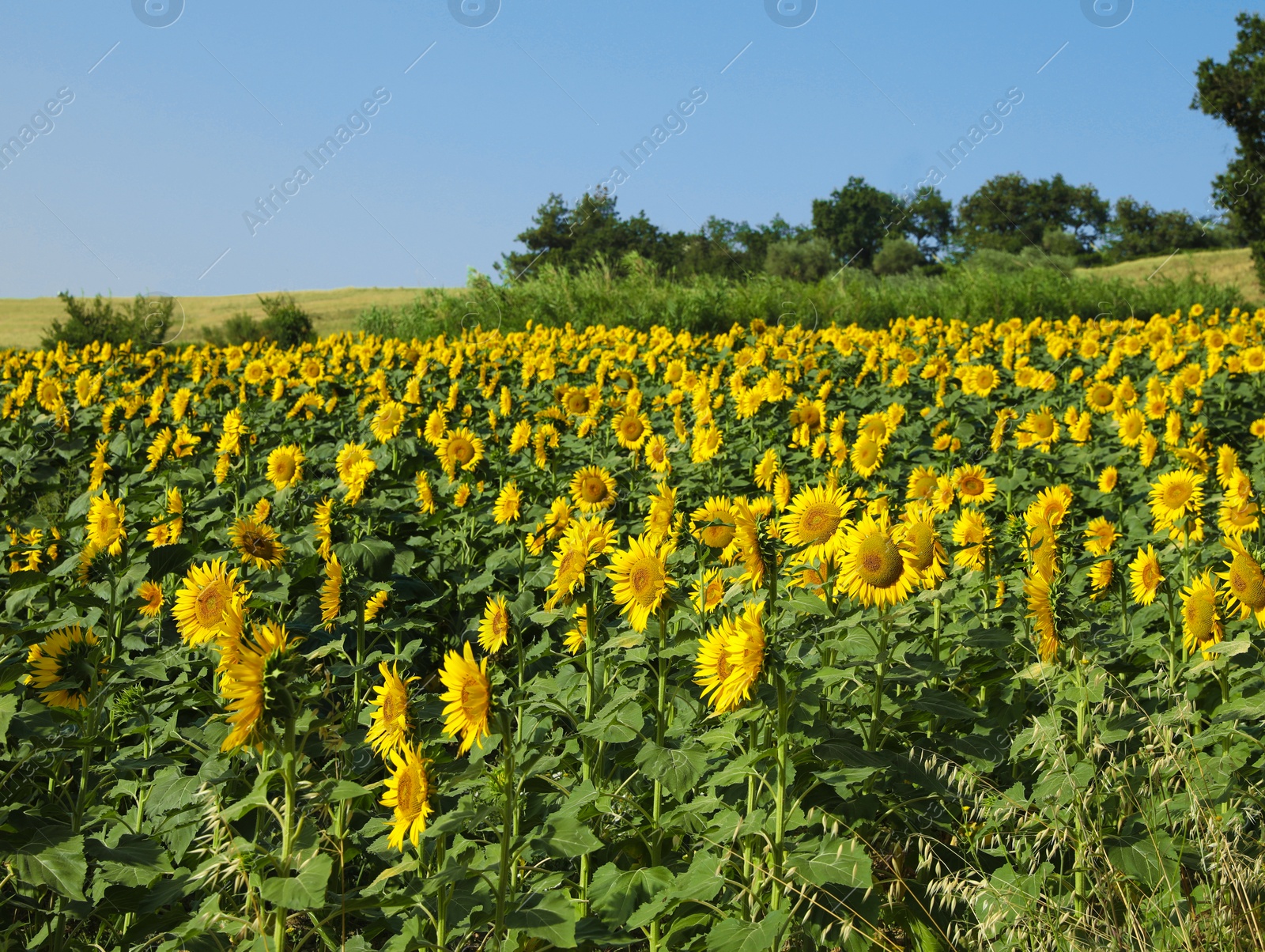 Photo of Amazing landscape with blooming sunflower field on sunny day