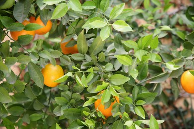 Fresh ripe oranges growing on tree outdoors