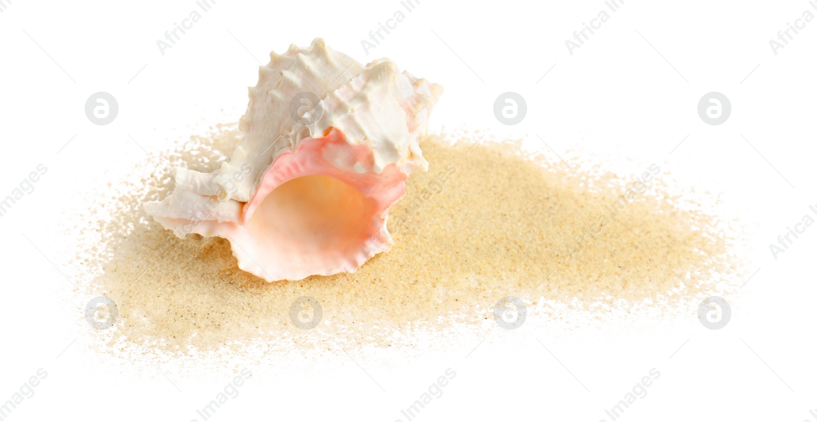 Photo of Beautiful sea shell and sand on white background