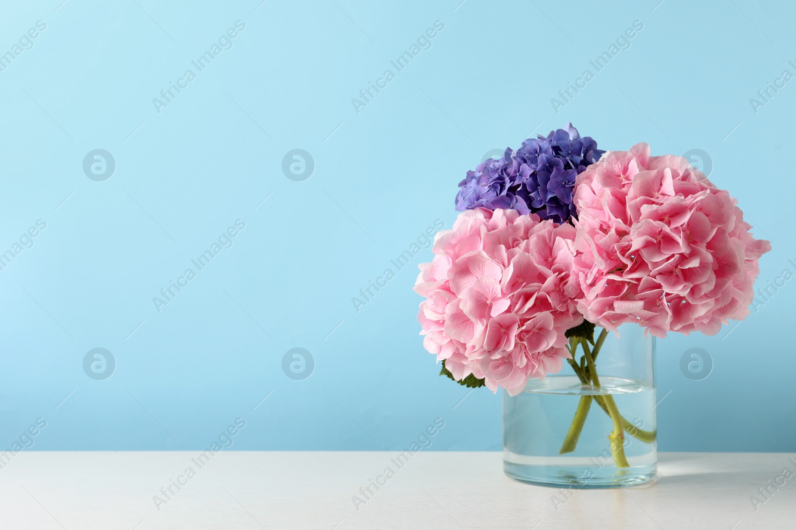 Photo of Vase with beautiful hortensia flowers on white table against light blue background. Space for text