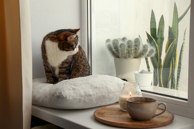 Photo of Cute cat, cup of hot drink and burning candle on window sill at home. Adorable pet