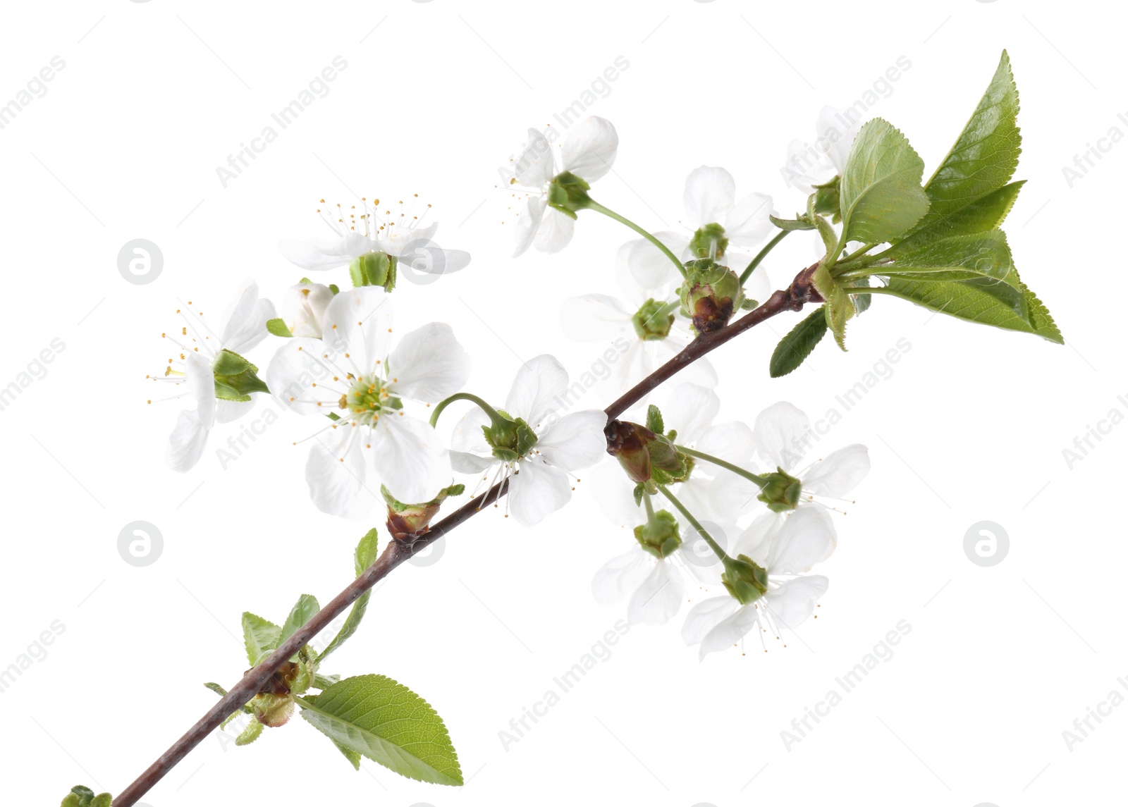 Photo of Spring branch with beautiful blossoms and leaves isolated on white