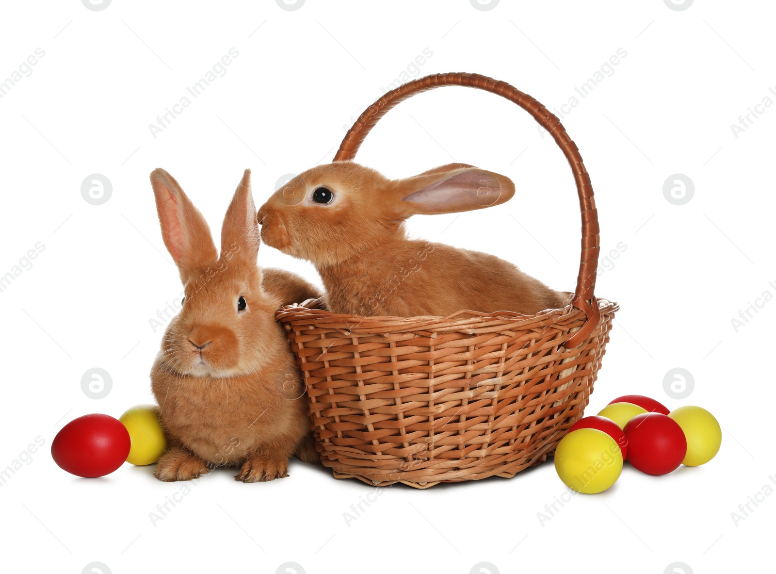 Photo of Adorable furry Easter bunnies and wicker basket with dyed eggs on white background