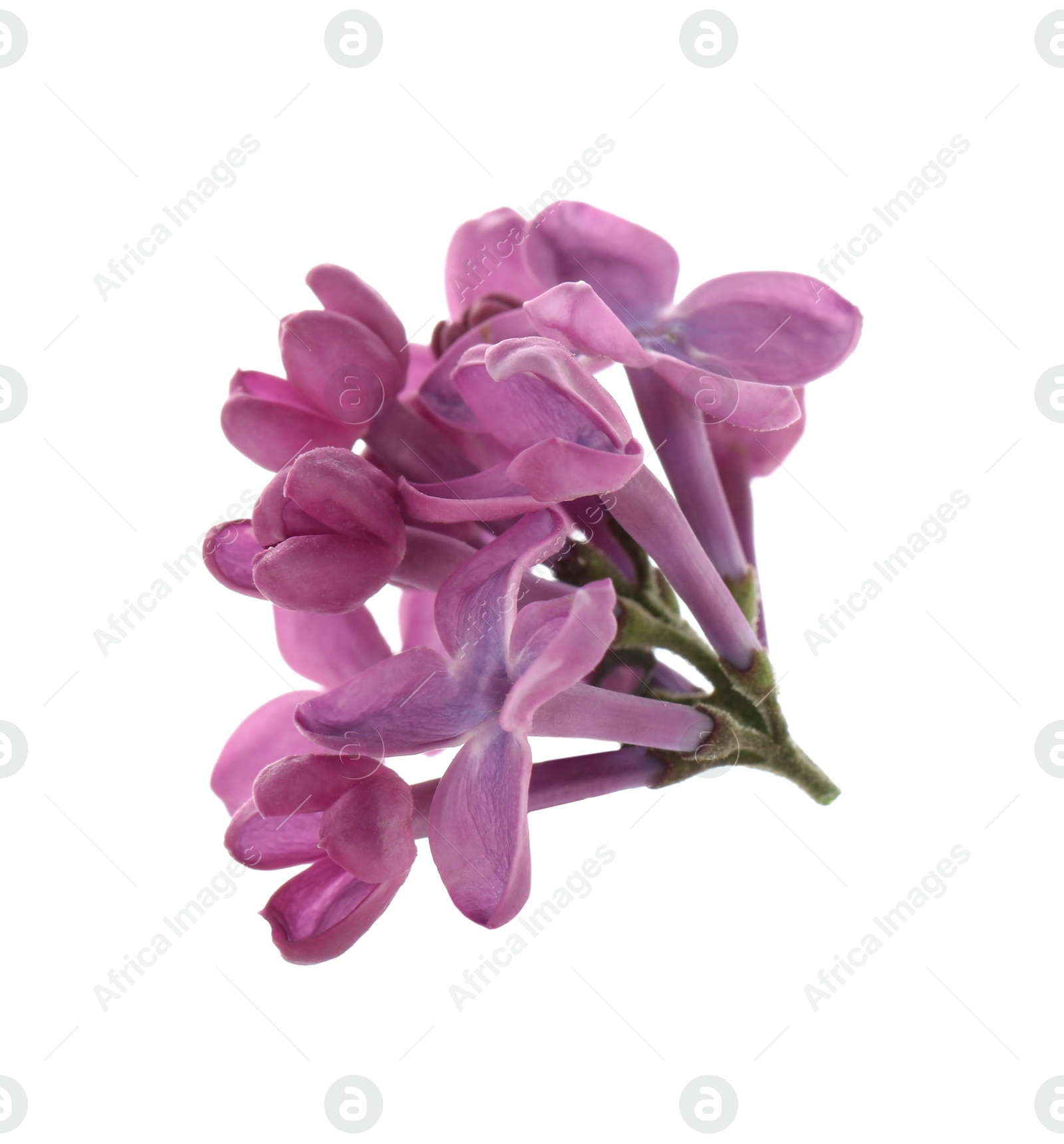 Photo of Beautiful purple lilac blossom isolated on white