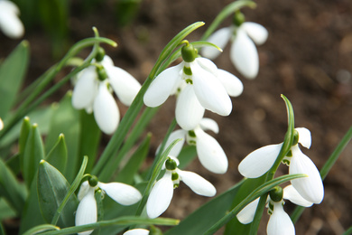 Photo of Beautiful snowdrops growing in garden, closeup. Spring flowers