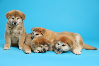 Photo of Cute Akita Inu puppies on light blue background. Baby animals