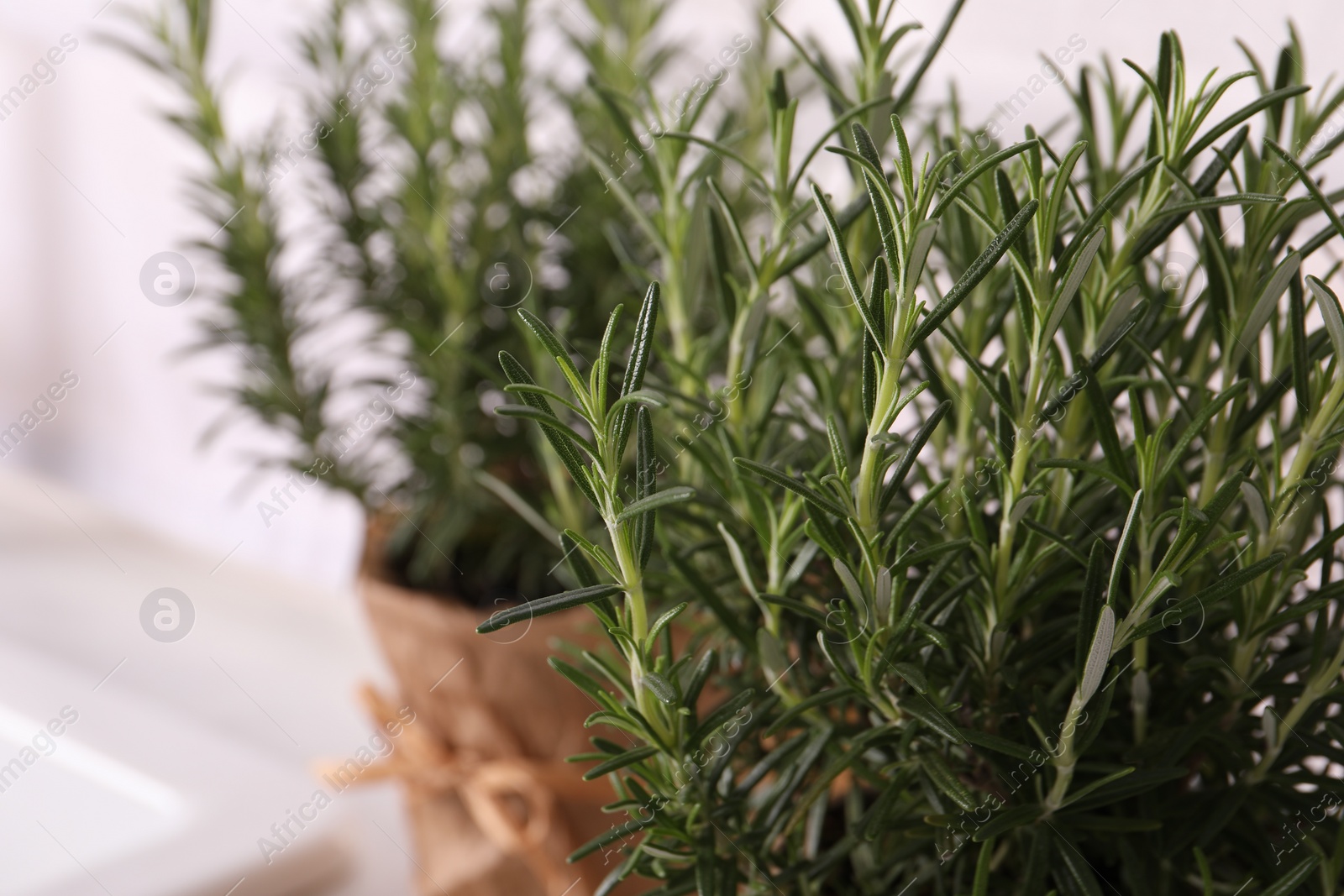 Photo of Aromatic green rosemary on white background, closeup