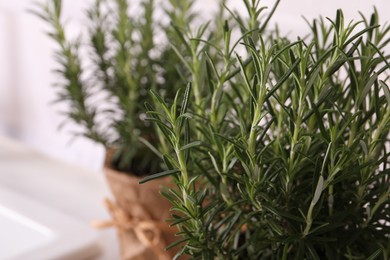 Aromatic green rosemary on white background, closeup