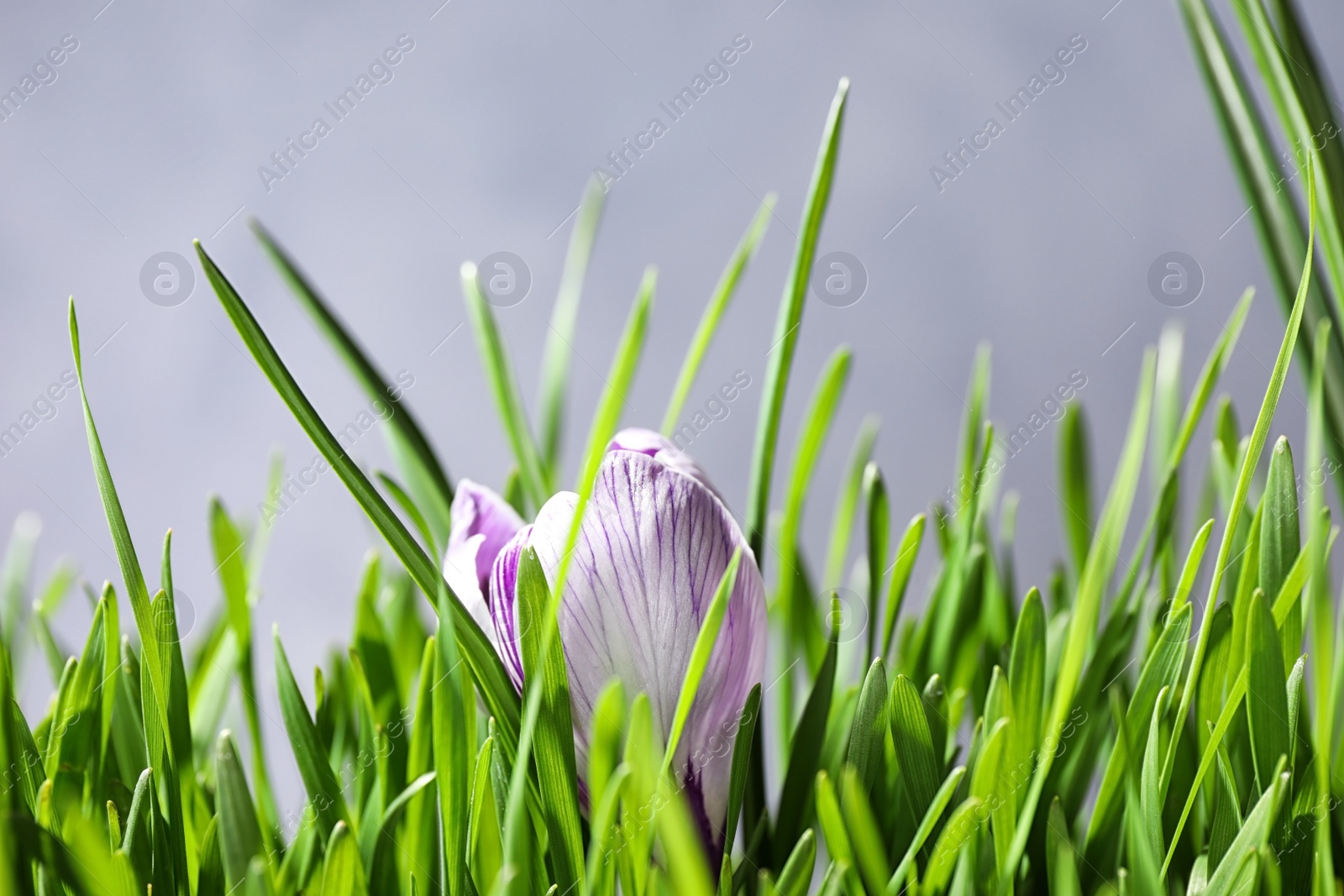 Photo of Fresh green grass and crocus flower on light background, closeup. Spring season