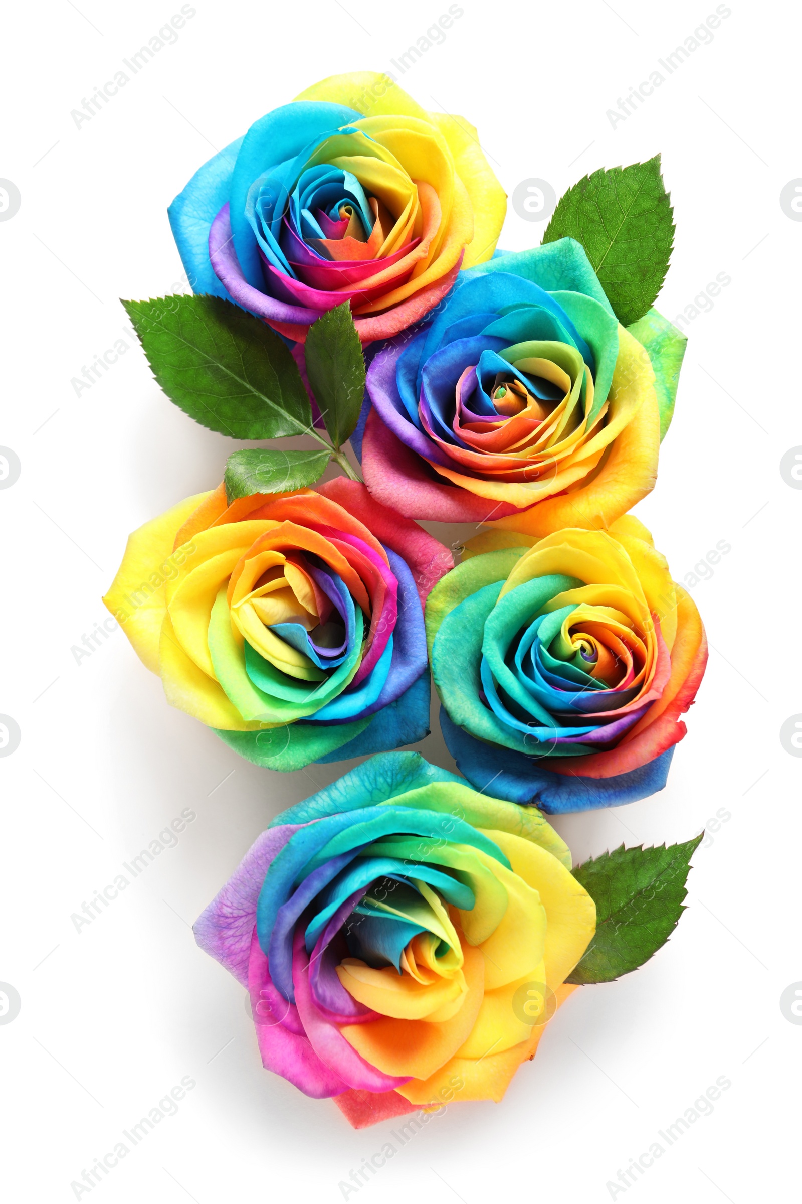 Photo of Rainbow rose flowers on color background, top view