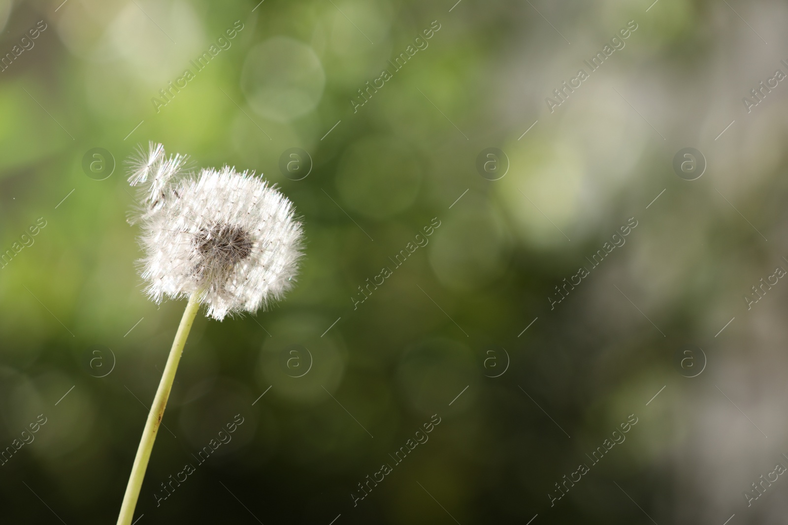 Photo of Beautiful dandelion flower on blurred green background. Space for text