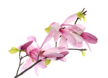 Beautiful pink magnolia flowers isolated on white