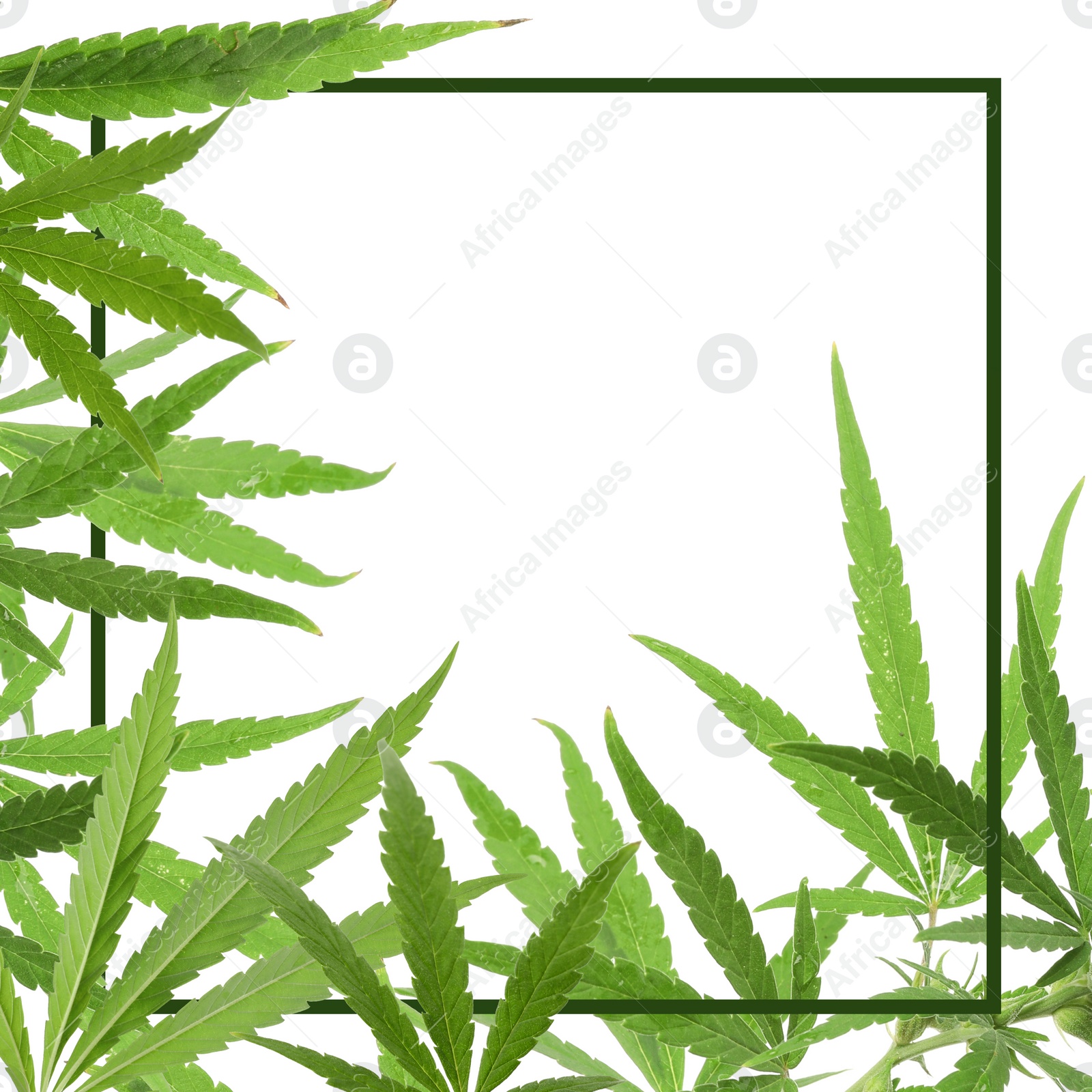 Image of Frame and hemp leaves on white background