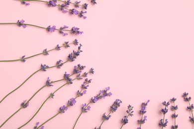 Photo of Beautiful lavender flowers on pink background, flat lay. Space for text