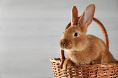 Photo of Cute bunny in wicker basket on light background, space for text. Easter celebration