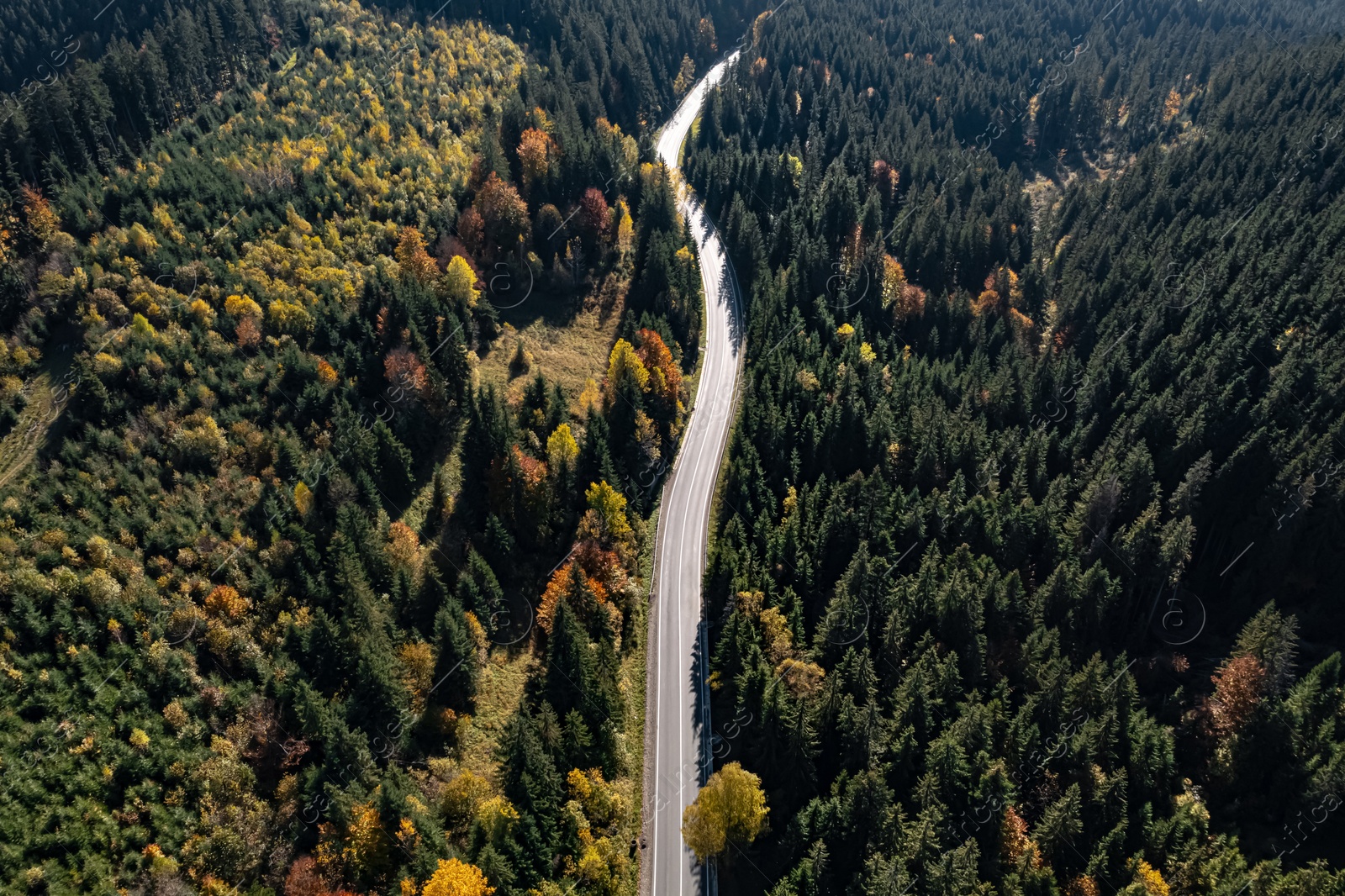 Image of Aerial view of asphalt road surrounded by coniferous forest on sunny day. Drone photography