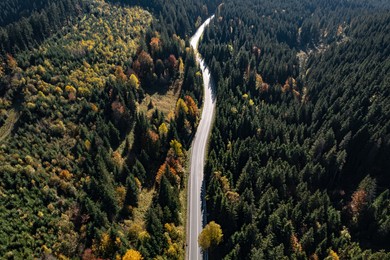 Image of Aerial view of asphalt road surrounded by coniferous forest on sunny day. Drone photography