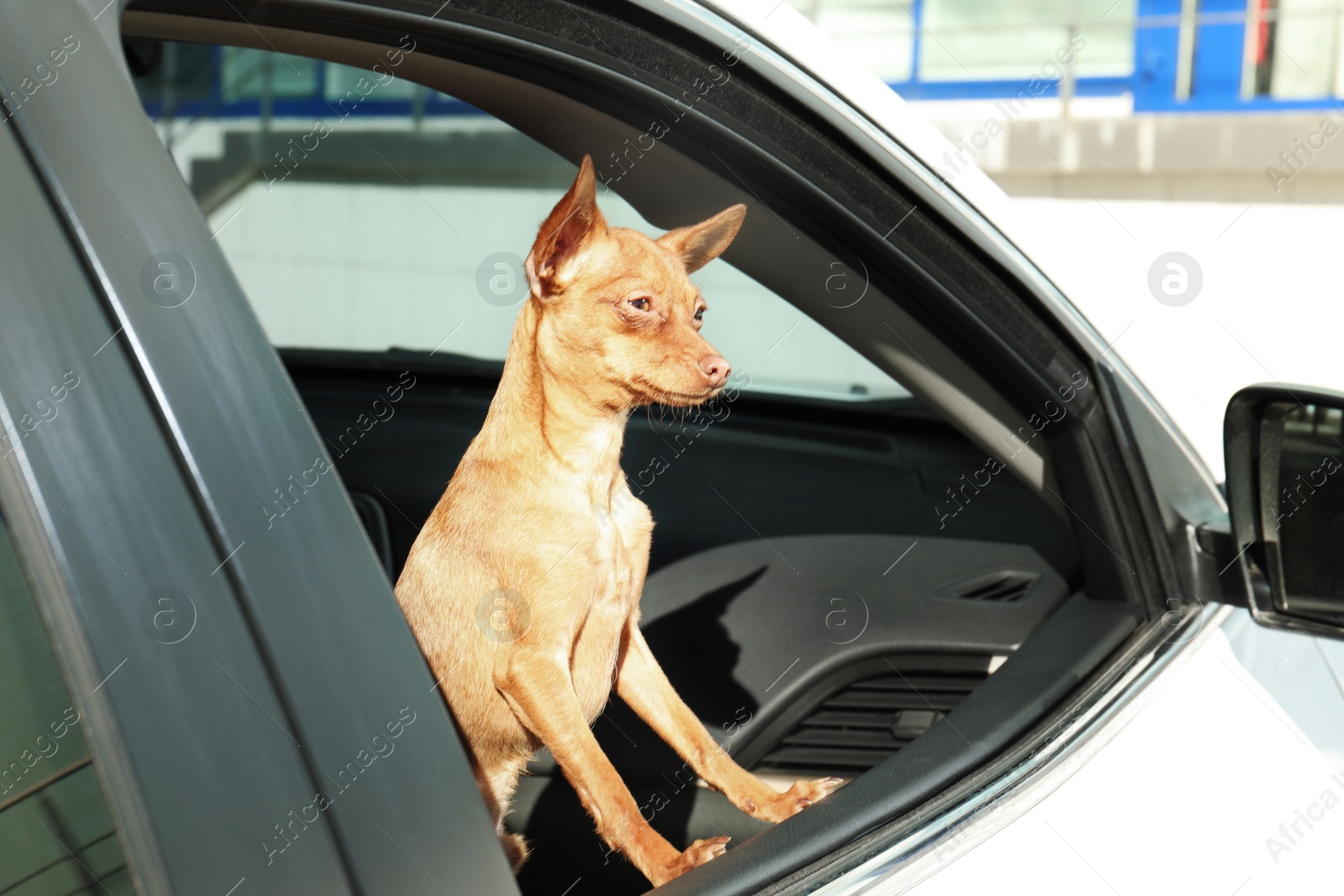 Photo of Cute toy terrier looking out of car window. Domestic dog