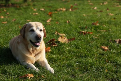Yellow Labrador lying on green grass outdoors. Space for text